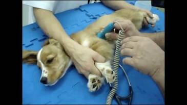 Ductus Arterioso Persistente en un Canino: Diagnóstico y Resolución Quirúrgica