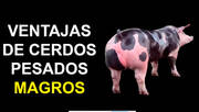Ventajas de cerdos pesados: Julio Chaves
