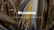 Micotoxinas, consecuencias en reproductoras