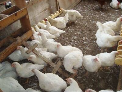 gallina Cob 500 de seis meses