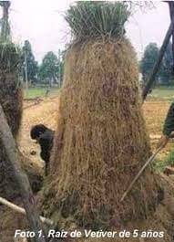 Foto de planta de vetiver y su raíz