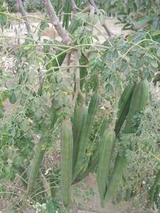 Cultivo de Moringa