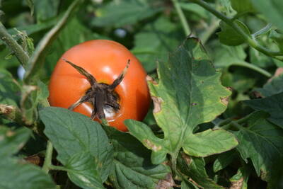 Tizon en Tomate (Alternaria solani) en la region de Rio Verde SLP