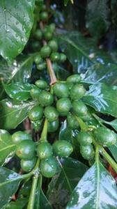 Producción de café con nutrición foliar