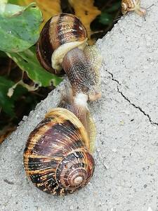 Cría de caracoles