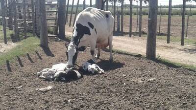 Nacimiento de trillizos en vaca Holando Argentino
