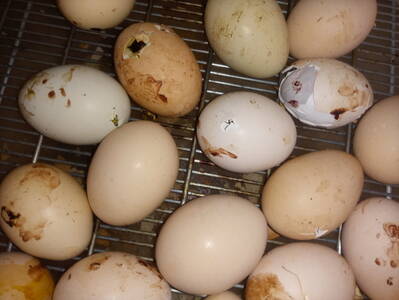 Ovos bicados na chocadeira após 23 dias