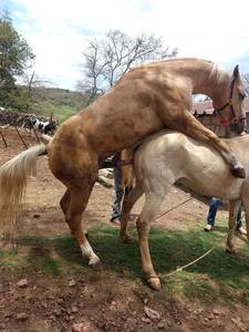 caballo castrado puede dejar infertil yegua