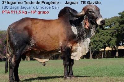 Teste de Progênie - Jaguar TE Gavião