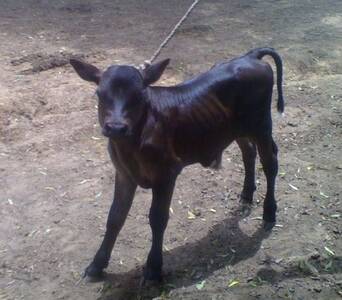 Becerro: cruce de toro Holstein Rojo y Negro y Carora en Vaca Holstein