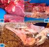 Patologias digestivas em gado de corte