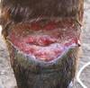 Equinos: Lesiones en pelaje, piel y ojos