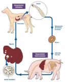Salud pública veterinaria: zoonosis hidatidosis. Enfermedad emergente siempre presente