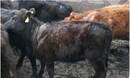 Sarna de los bovinos: los endectocidas desafiados por una parasitosis que aumenta su incidencia en los sistemas de producción
