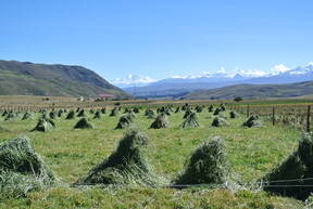 Producción de forrajes de pastos mejorados