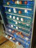 incubadora 600 huevos