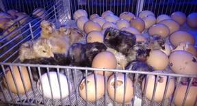 naciimiento - pollos