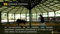 Video doma pony - piagora Tabio cundinamarca