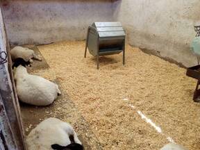 Corderos destetados en recría