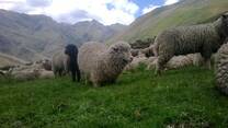 aqui foto de las ovejas