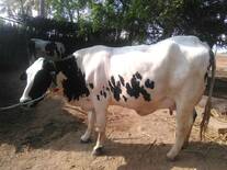Olai Dairy Dealer - Holstein Fresian Cows - Dairy Cows