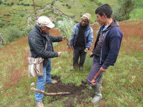 Evaluando la capacidad de nodulación de un Lupino Silvestre