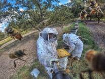 apicultura varroasis