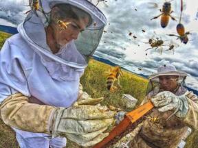 bellezas de la apicultura