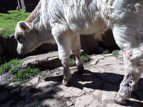 Becerro de 1 mes de edad con las cuatro patitas peladas