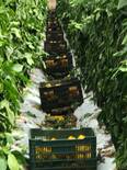 Bell  Pepper   con  programa   VIUSID  AGRO