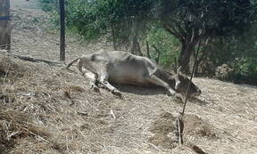 INTOXICACIÓN DE GANADO BOVINO