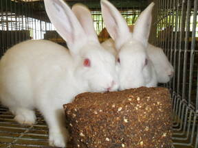 Bloque multinutricional para conejo
