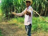 Tifton 85 en el norte de Veracruz