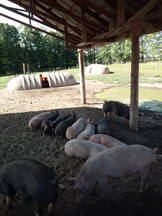 Porcicultura a campo