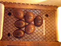 ovos de perdiz