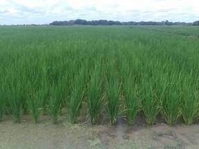 Cultivo De Arroz (Oryza sativa)