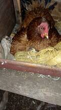 Gallina criolla con pollitos