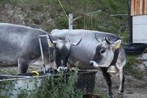 vacas suizas