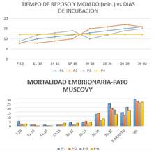 INCUBACION PATO MUSCOVY