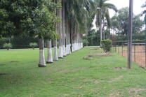 grupo de palmas ornamentales Roystonea regia