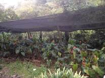 Cultivo de anturios