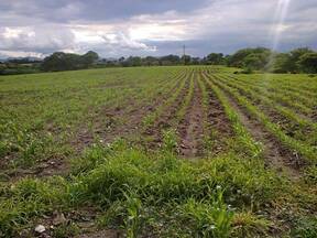 Cultivo de sorgo