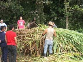 PRACTICA DE MANEJO ANIAML Y SU UTILIZACION EN FAENAS DE FINCA - Transporte de forrajes - Módulo de Extensión Rural.