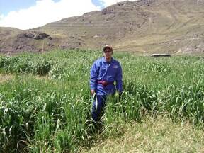 Introducción de pasturas cultivadas forrajeras a 4320 msnm