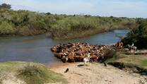 Cruzando el Rio Olimar con 450 vacas de Invernada