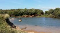 Terminando de cruzar el Rio Olimar a nado con 450 vacas