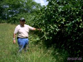 Jatropha En el Valle