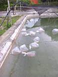 siembra mojarras