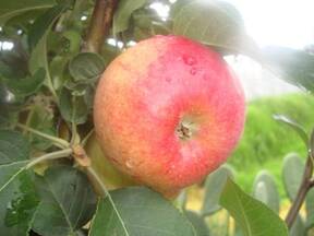 Manzana roja para jugo y consumo en fresco