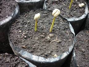 siembra directa a dos semillas (fosforito)